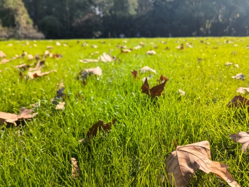 序号23_具香花_上传图片_IMG_20251120_112655_副本.jpg